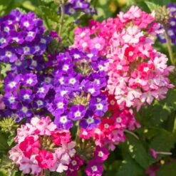 Collection De 15 Plantes Vivaces - 2 M² 17 Collection De 15 Plantes Vivaces - 2 M² -France Fournitures De Jardin Soldes 2024 ADO 020522 4 1704364443885