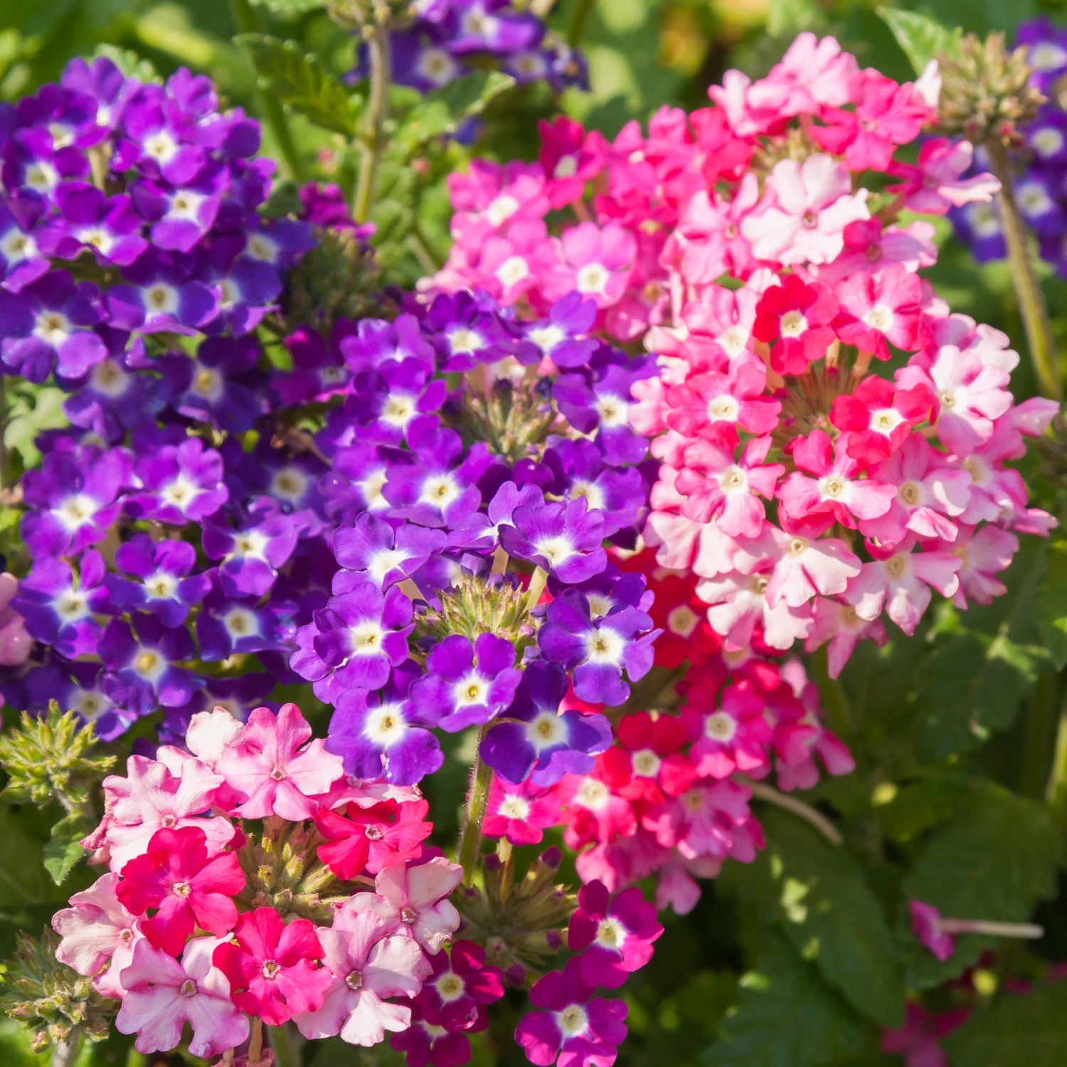 Collection De 15 Plantes Vivaces - 2 M² 7 Collection De 15 Plantes Vivaces - 2 M² – Image 5