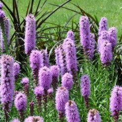 Collection De 15 Plantes Vivaces - 2 M² 19 Collection De 15 Plantes Vivaces - 2 M² -France Fournitures De Jardin Soldes 2024 ADO 020522 6 1704364403770