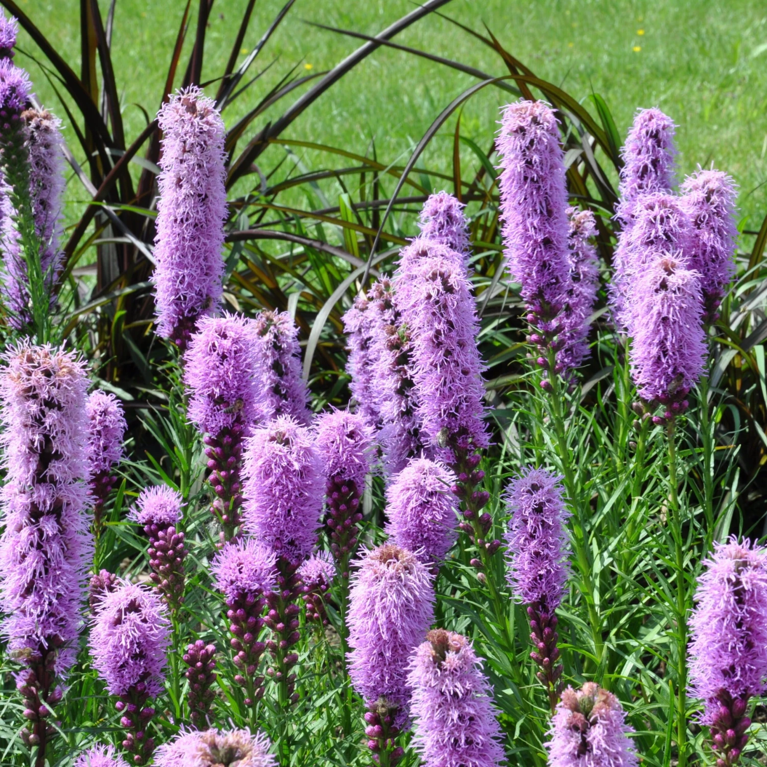 Collection De 15 Plantes Vivaces - 2 M² 9 Collection De 15 Plantes Vivaces - 2 M² – Image 7