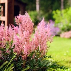 Collection De 15 Plantes Vivaces - 2 M² 21 Collection De 15 Plantes Vivaces - 2 M² -France Fournitures De Jardin Soldes 2024 ADO 020522 8 1704364370511