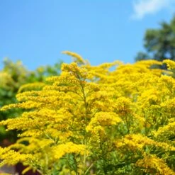 Collection De 15 Plantes Vivaces - 2 M² 22 Collection De 15 Plantes Vivaces - 2 M² -France Fournitures De Jardin Soldes 2024 ADO 020522 9 1704364341691