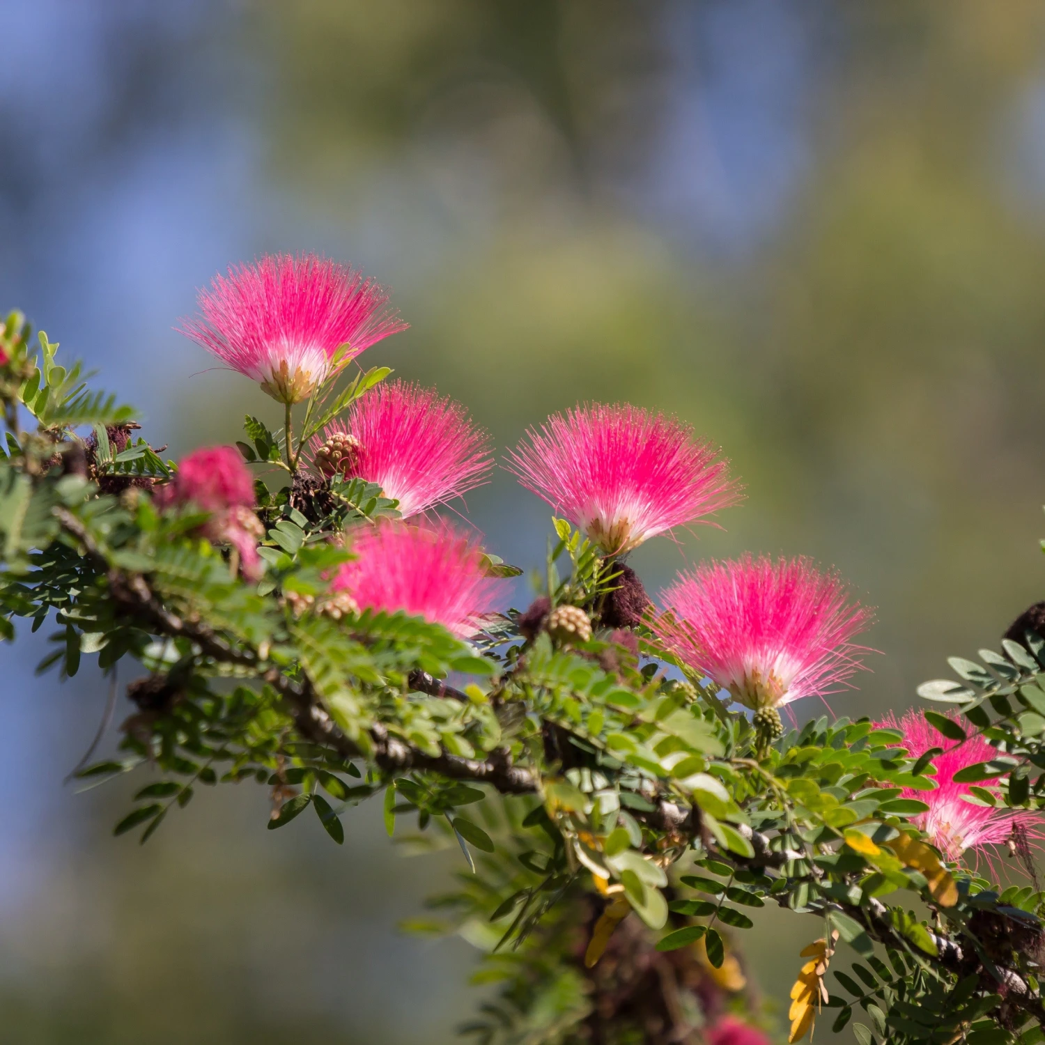 Calliandra Surinamensis Pink Powder Puff Sur Tige 4 Calliandra Surinamensis Pink Powder Puff Sur Tige – Image 2