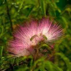 Calliandra Surinamensis Pink Powder Puff Sur Tige 8 Calliandra Surinamensis Pink Powder Puff Sur Tige -France Fournitures De Jardin Soldes 2024 ADO 021216 2 BK 1706626912925
