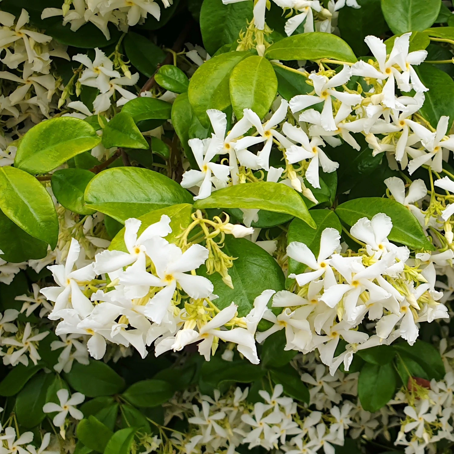 Collection De 3 Plantes Grimpantes à Floraisons Abondantes 7 Collection De 3 Plantes Grimpantes à Floraisons Abondantes – Image 5