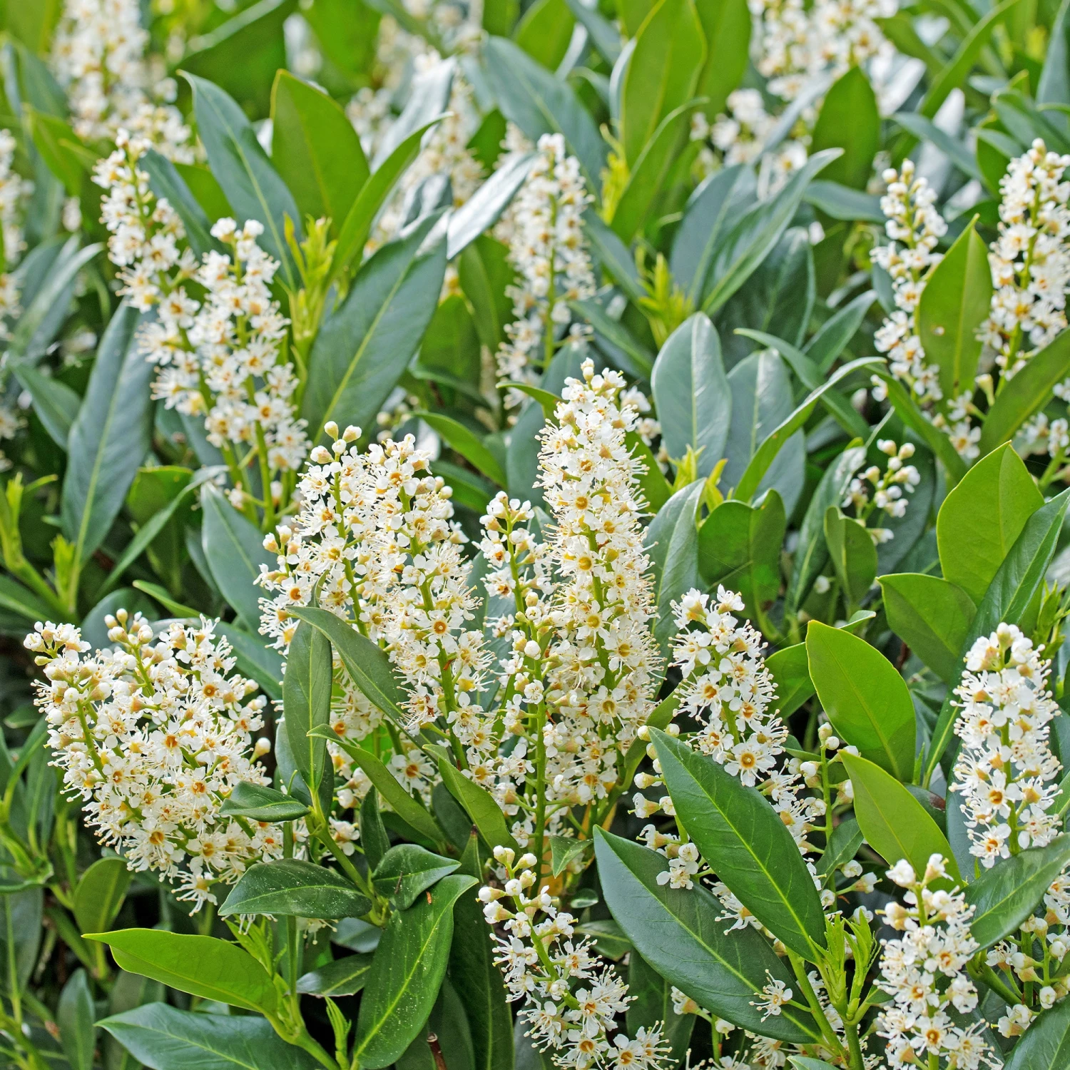 Collection Haie Persistante - 4 Arbustes 6 Collection Haie Persistante - 4 Arbustes – Image 4