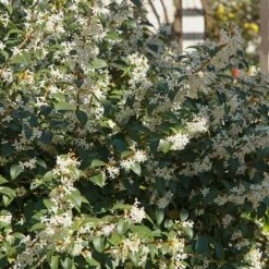 Osmanthe De Burkwood 8 Osmanthe De Burkwood -France Fournitures De Jardin Soldes 2024 ADO 027580 4 1705573696686