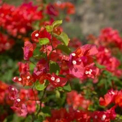 Bougainvillier Rouge 9 Bougainvillier Rouge -France Fournitures De Jardin Soldes 2024 ADO 028351 1 BK 1704813441958