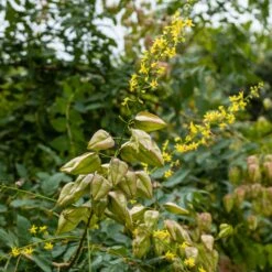 Savonnier 9 Savonnier -France Fournitures De Jardin Soldes 2024 ADO 028353 4 1706696506942