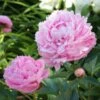 Pivoine Sarah Bernhardt 1 Pivoine Sarah Bernhardt -France Fournitures De Jardin Soldes 2024 ADO 030754 2 1704708594747