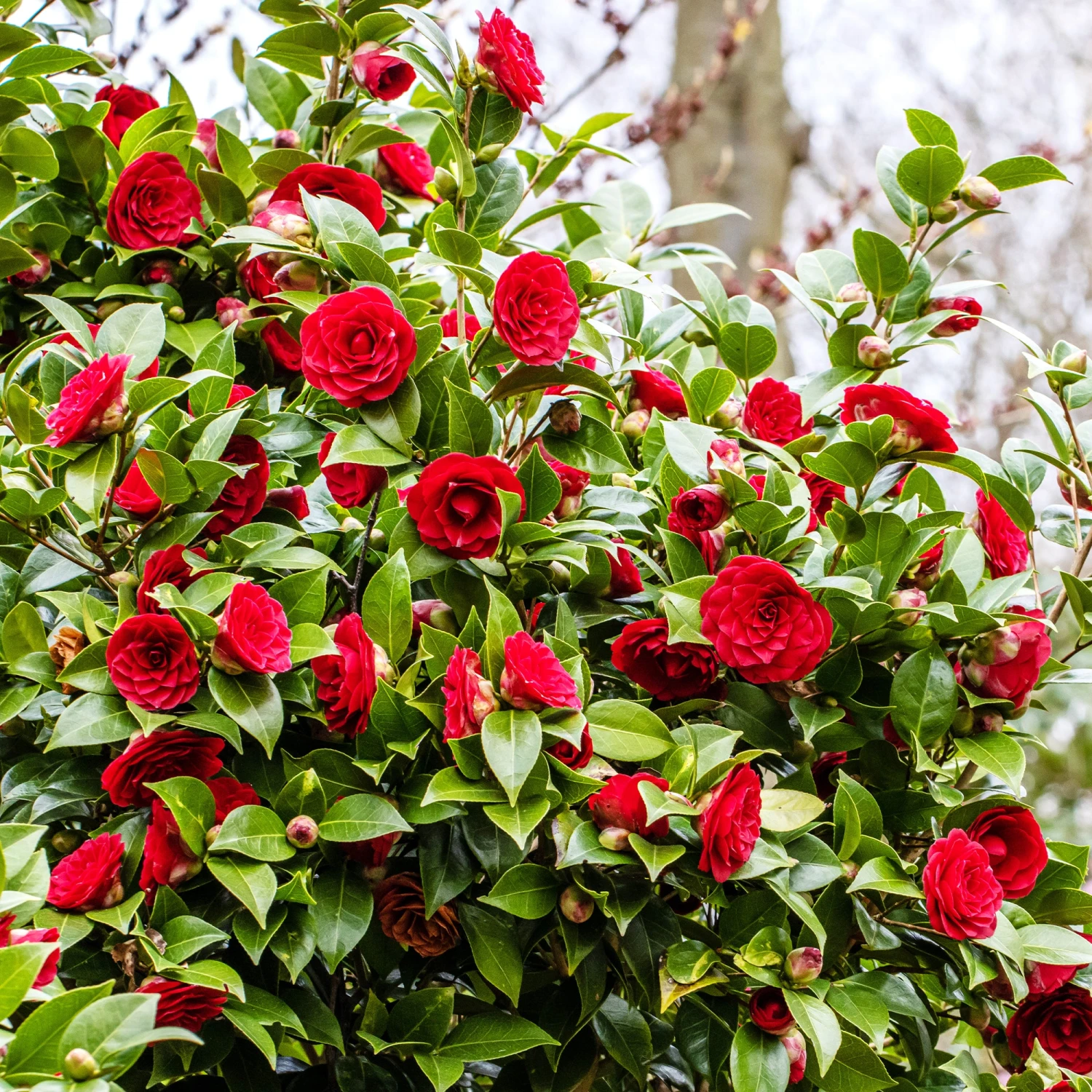 Camélia Du Japon Black Lace 3 Camélia Du Japon Black Lace