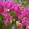 Bougainvillier Vera Deep Purple -France Fournitures De Jardin Soldes 2024 ADO 030913 1 1704813964635