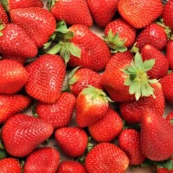 Fraisier Charlotte 8 Fraisier Charlotte -France Fournitures De Jardin Soldes 2024 ADO 031565 3 1706715160260