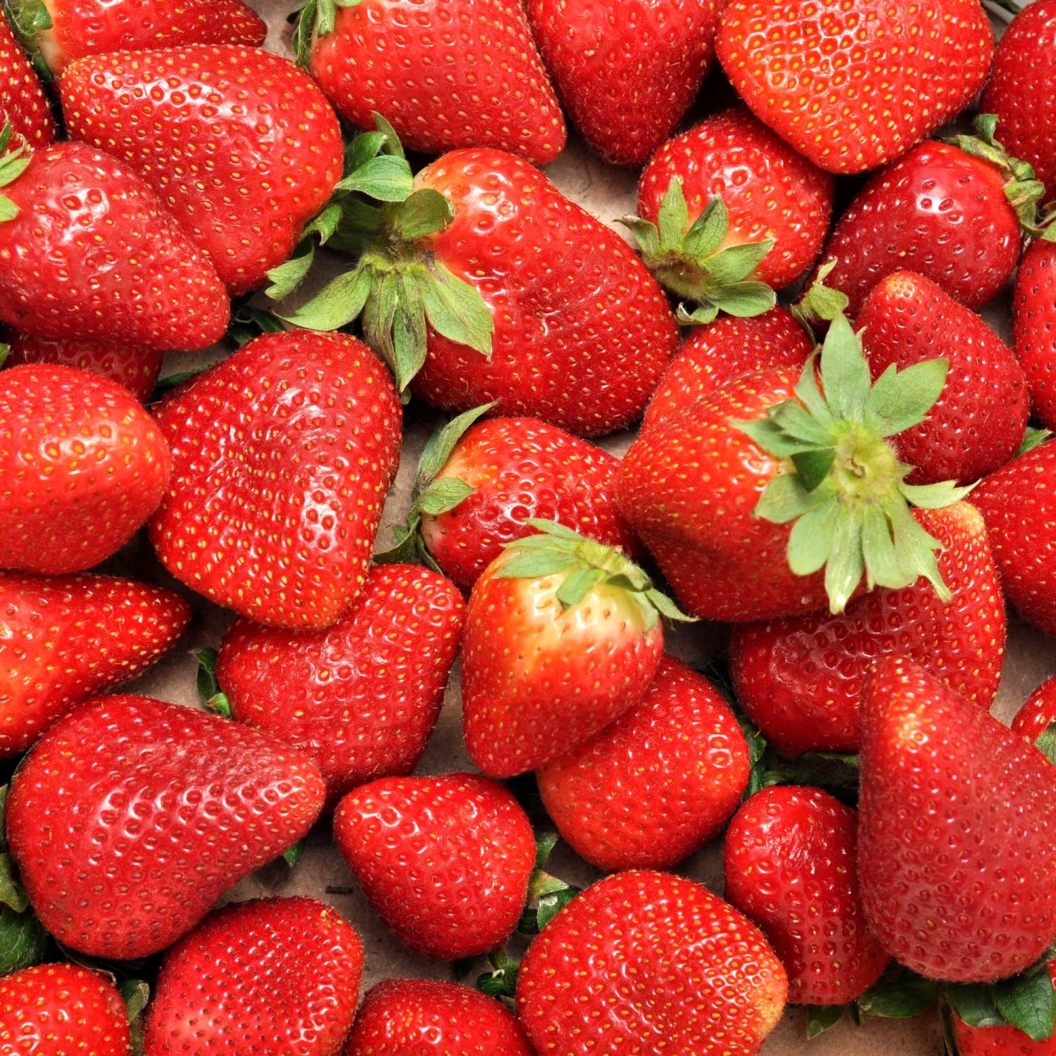 Fraisier Charlotte 5 Fraisier Charlotte – Image 3