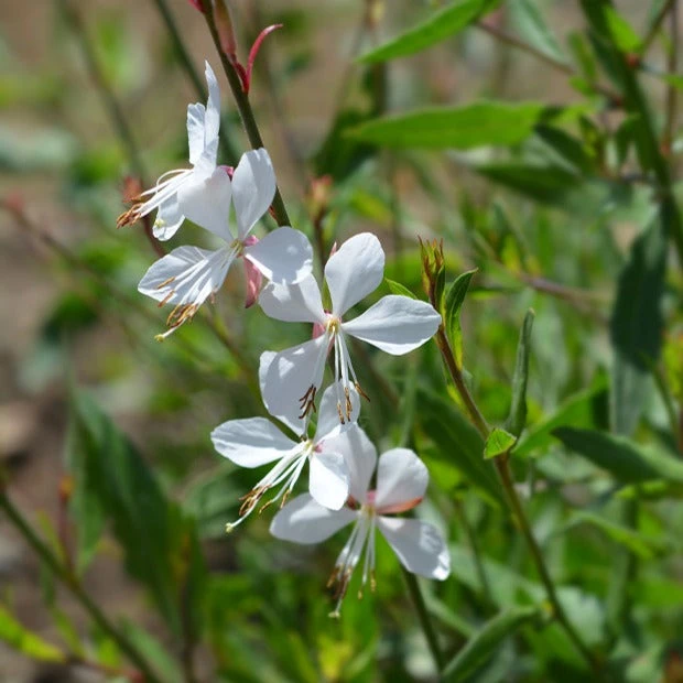 Gaura Blanche 3 Gaura Blanche