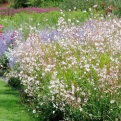 Gaura Blanche 9 Gaura Blanche -France Fournitures De Jardin Soldes 2024 ADO 101002 3 BK 1705484518674