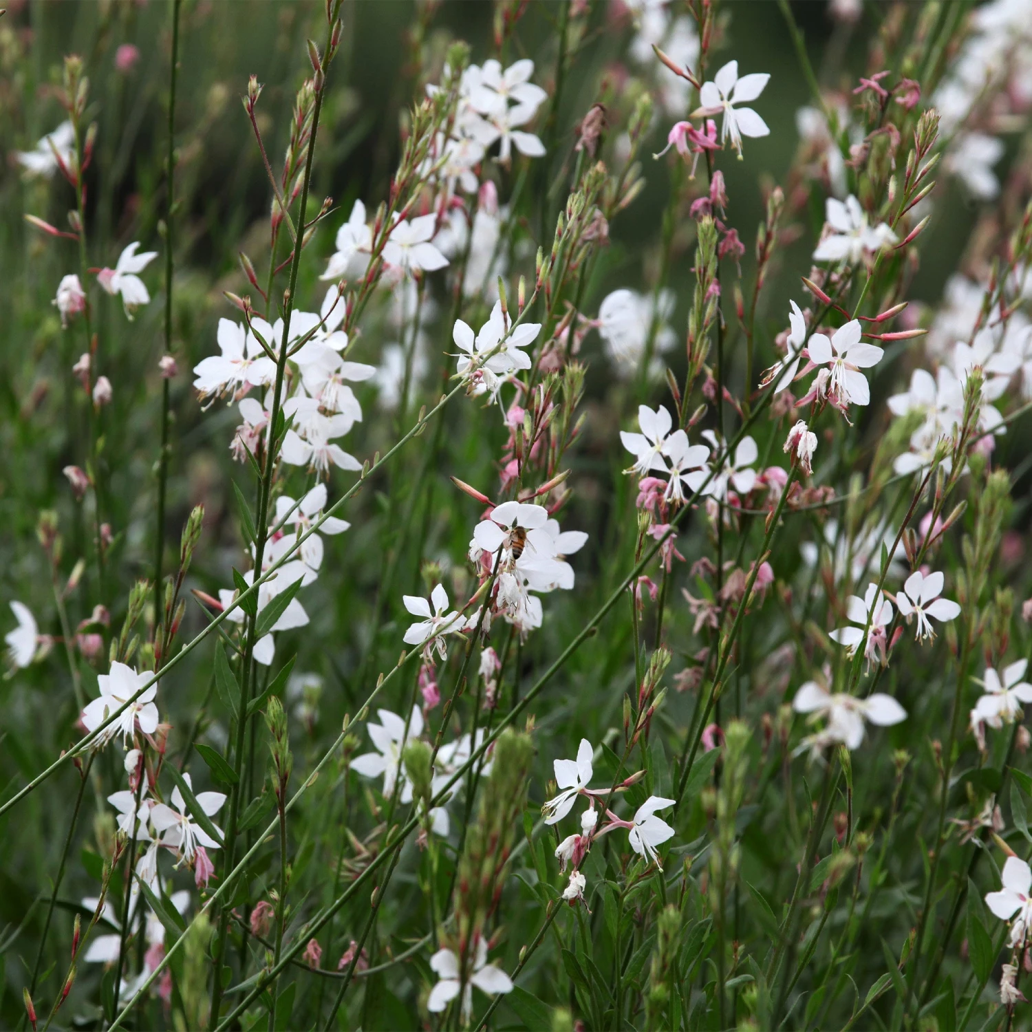 Gaura Blanche 4 Gaura Blanche – Image 2