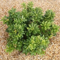 Pittosporum Tobira 13 Pittosporum Tobira -France Fournitures De Jardin Soldes 2024 ADO 103404 4 BK 1705587978032