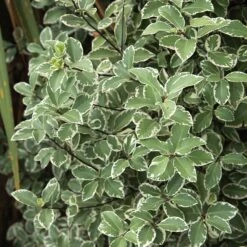 Pittosporum Tenuifolium Variegatum -France Fournitures De Jardin Soldes 2024 ADO 103406 2 BK 1705482259035
