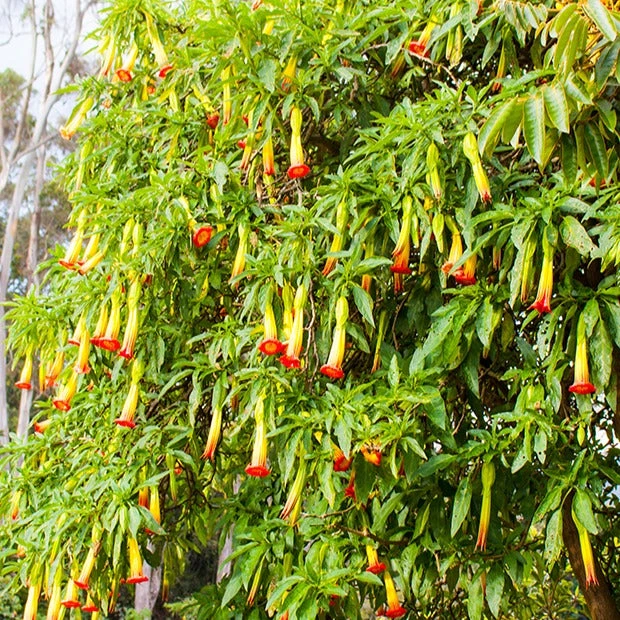 Brugmansia Rouge Et Or 5 Brugmansia Rouge Et Or – Image 3