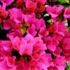 Bougainvillier Rose -France Fournitures De Jardin Soldes 2024 ADO 28349 2 BK 1704467580169