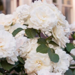 Rosier Princesse De Galles ® Hardinkum -France Fournitures De Jardin Soldes 2024 ADO 6765 2 1700047883182