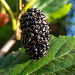 Mûrier à Grandes Feuilles -France Fournitures De Jardin Soldes 2024 ADO 7901 4 1700144403930