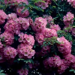 Collection De 2 Rosiers Lianes Immensee Blanc Et Petite Duchesse 8 Collection De 2 Rosiers Lianes Immensee Blanc Et Petite Duchesse -France Fournitures De Jardin Soldes 2024 F68558 1704380007495