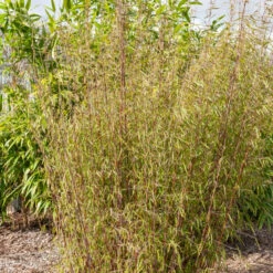 Bambou à Cannes Rouges Non-traçant -France Fournitures De Jardin Soldes 2024 HOR 005863 2 BK 1703081750265