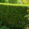 Haie De Troenes Verts -France Fournitures De Jardin Soldes 2024 HOR 007888 3 1699622050390
