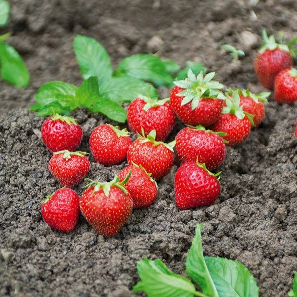 Fraisier Charlotte 4 Fraisier Charlotte – Image 2