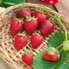 Fraisier Cirafine -France Fournitures De Jardin Soldes 2024 HOR 031571 1 1706715375877