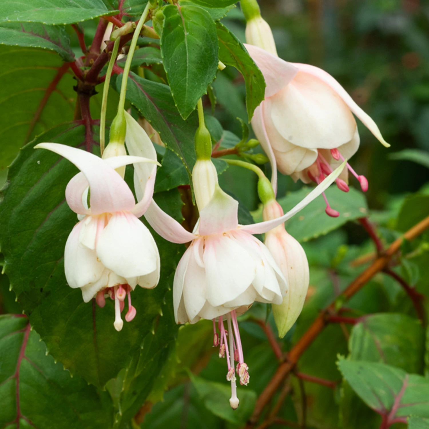 3 Fuchsias Résistants Au Gel Annabel 4 3 Fuchsias Résistants Au Gel Annabel – Image 2