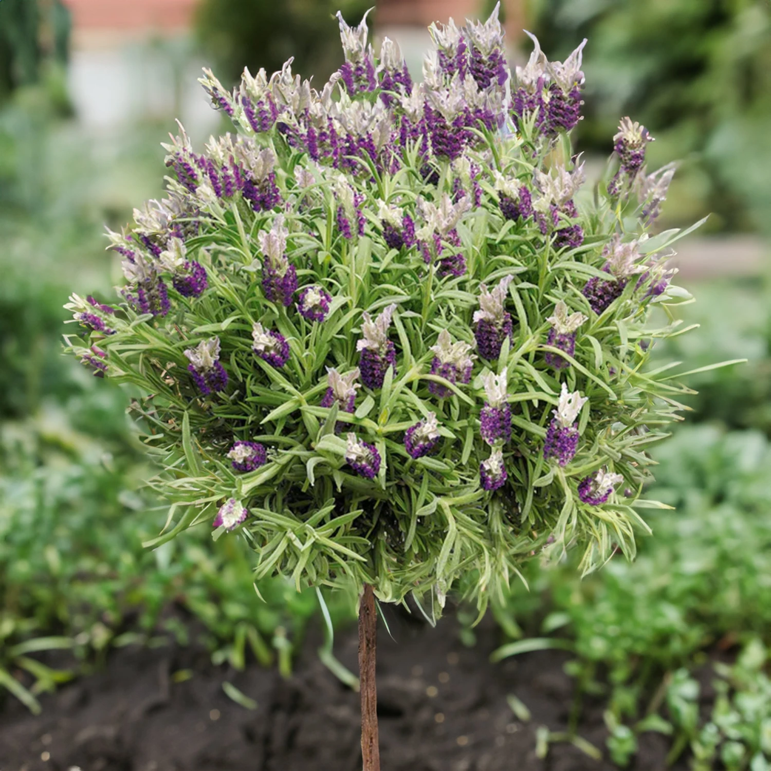 Lavande Papillon Sur Tige 4 Lavande Papillon Sur Tige â Image 2