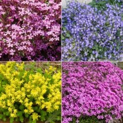 Collection De 15 Plantes Vivaces Rampantes - 2 M²
