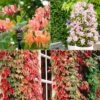Collection De 3 Grimpantes : Chèvrefeuille, Clématite, Vigne Vierge -France Fournitures De Jardin Soldes 2024 MON 020653 1 1704898880659