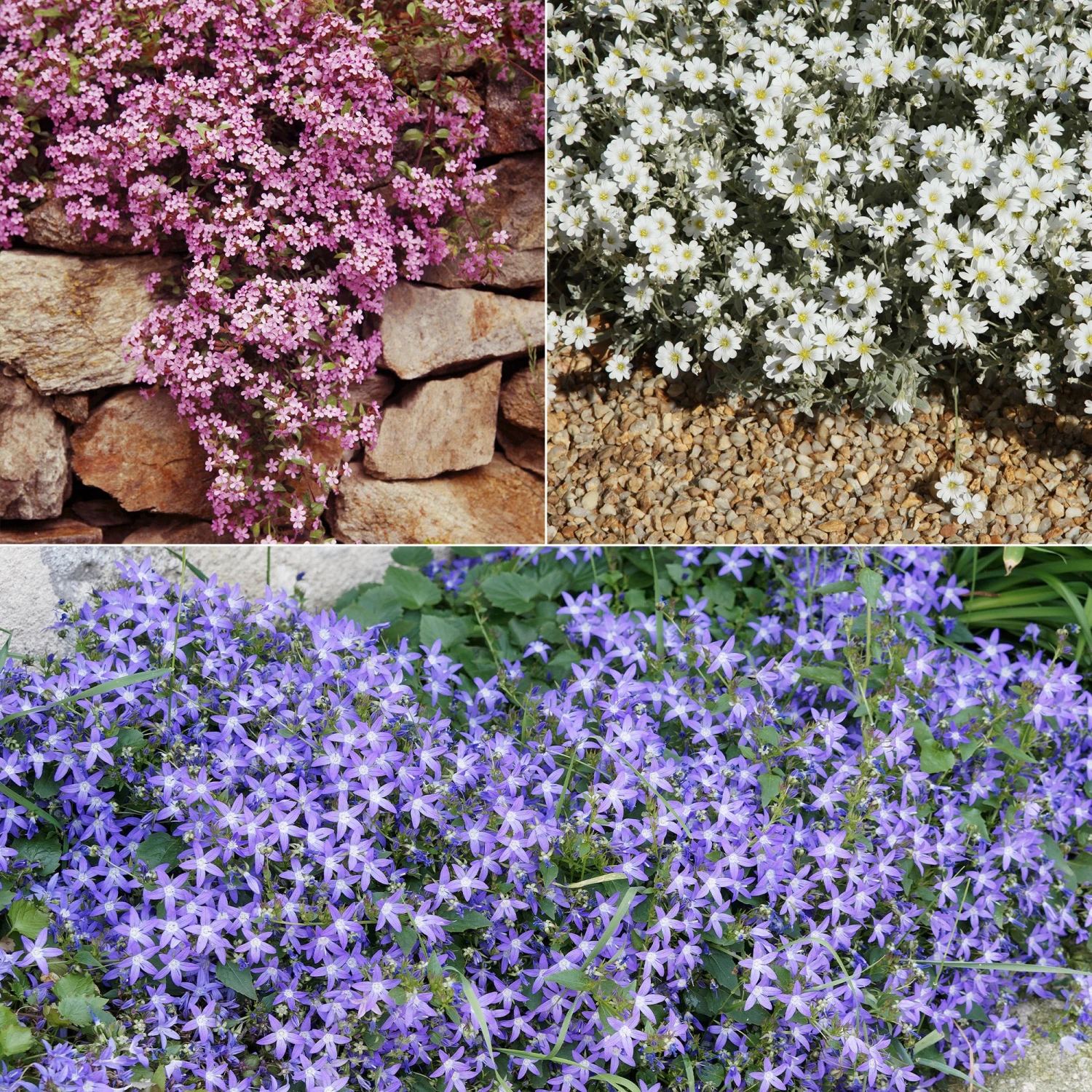 Collection De 13 Plantes Vivaces Rampantes Et Tapissantes 3 Collection De 13 Plantes Vivaces Rampantes Et Tapissantes