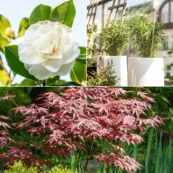 Collection De 3 Arbustes Pour Terrasse Et Jardin Japonais
