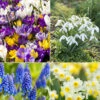 100 Bulbes De Fleurs Running Wild En Mélange -France Fournitures De Jardin Soldes 2024 MON 031435 1 1706797769517