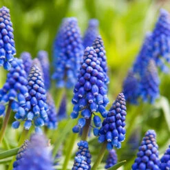 100 Bulbes De Fleurs Running Wild En Mélange -France Fournitures De Jardin Soldes 2024 MON 031435 5 8263200a 5a9b 4744 b302 4bdbcdad2a63 1706797818309