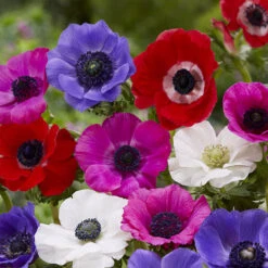 100 Bulbes De Fleurs Running Wild En Mélange -France Fournitures De Jardin Soldes 2024 MON 031435 9 1706797836655