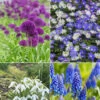 100 Bulbes De Fleurs 6 Mois De Fleurs En Mélange 2 100 Bulbes De Fleurs 6 Mois De Fleurs En Mélange -France Fournitures De Jardin Soldes 2024 MON 031436 1 1706797895927