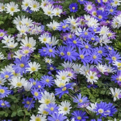 100 Bulbes De Fleurs 6 Mois De Fleurs En Mélange -France Fournitures De Jardin Soldes 2024 MON 031436 4 1706797909205