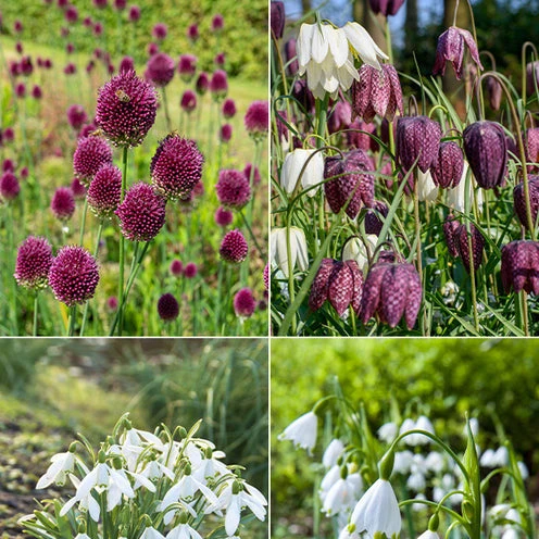 70 Bulbes De Fleurs Butterfly Food En Mélange 3 70 Bulbes De Fleurs Butterfly Food En Mélange