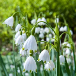 70 Bulbes De Fleurs Butterfly Food En Mélange 17 70 Bulbes De Fleurs Butterfly Food En Mélange -France Fournitures De Jardin Soldes 2024 MON 031437 6 1706798390962