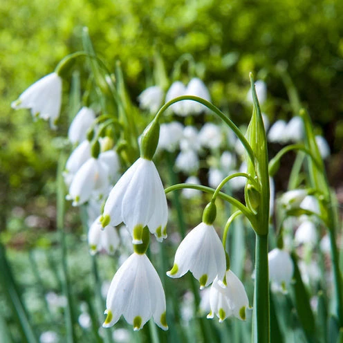 70 Bulbes De Fleurs Butterfly Food En Mélange 8 70 Bulbes De Fleurs Butterfly Food En Mélange – Image 6