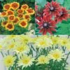 Collection De 6 Marguerites Colorées -France Fournitures De Jardin Soldes 2024 MON 103887 1 1706783788739
