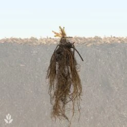 20 Fraisiers Maxim 9 20 Fraisiers Maxim -France Fournitures De Jardin Soldes 2024 QL Fraisiers WIL 1708002538106