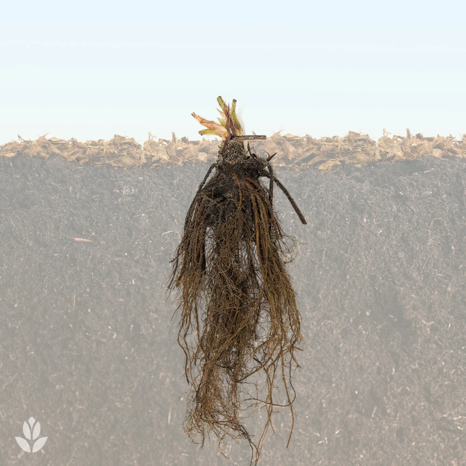 Fraisier Charlotte 6 Fraisier Charlotte – Image 4