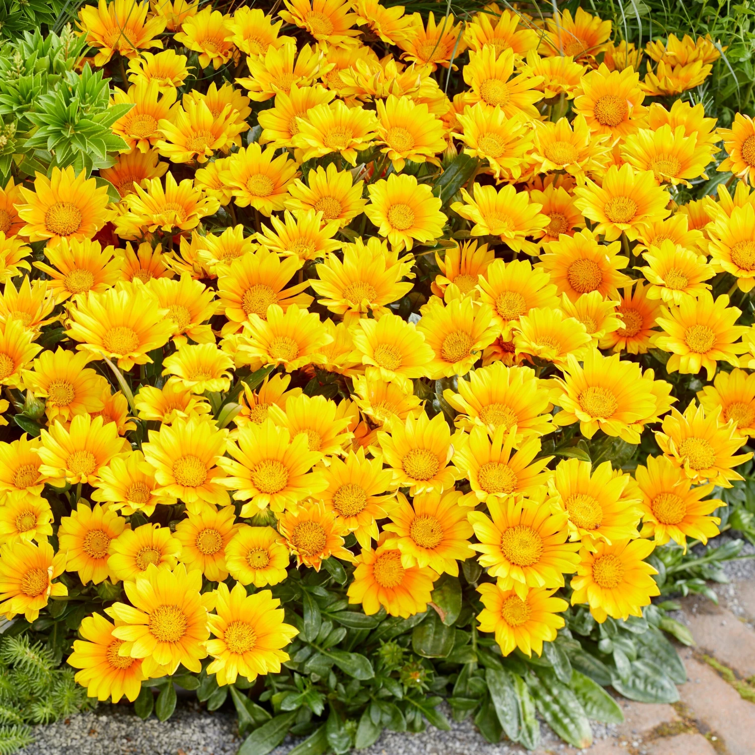 3 Gazania Suncarpet® 3 3 Gazania Suncarpet®